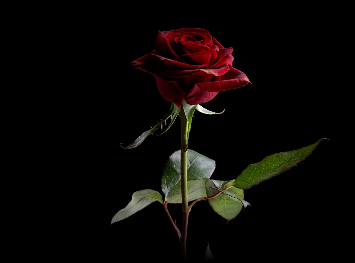 Une rose rouge sur un fond noir